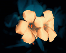 Screenshot №1 pro téma Flowers 220x176