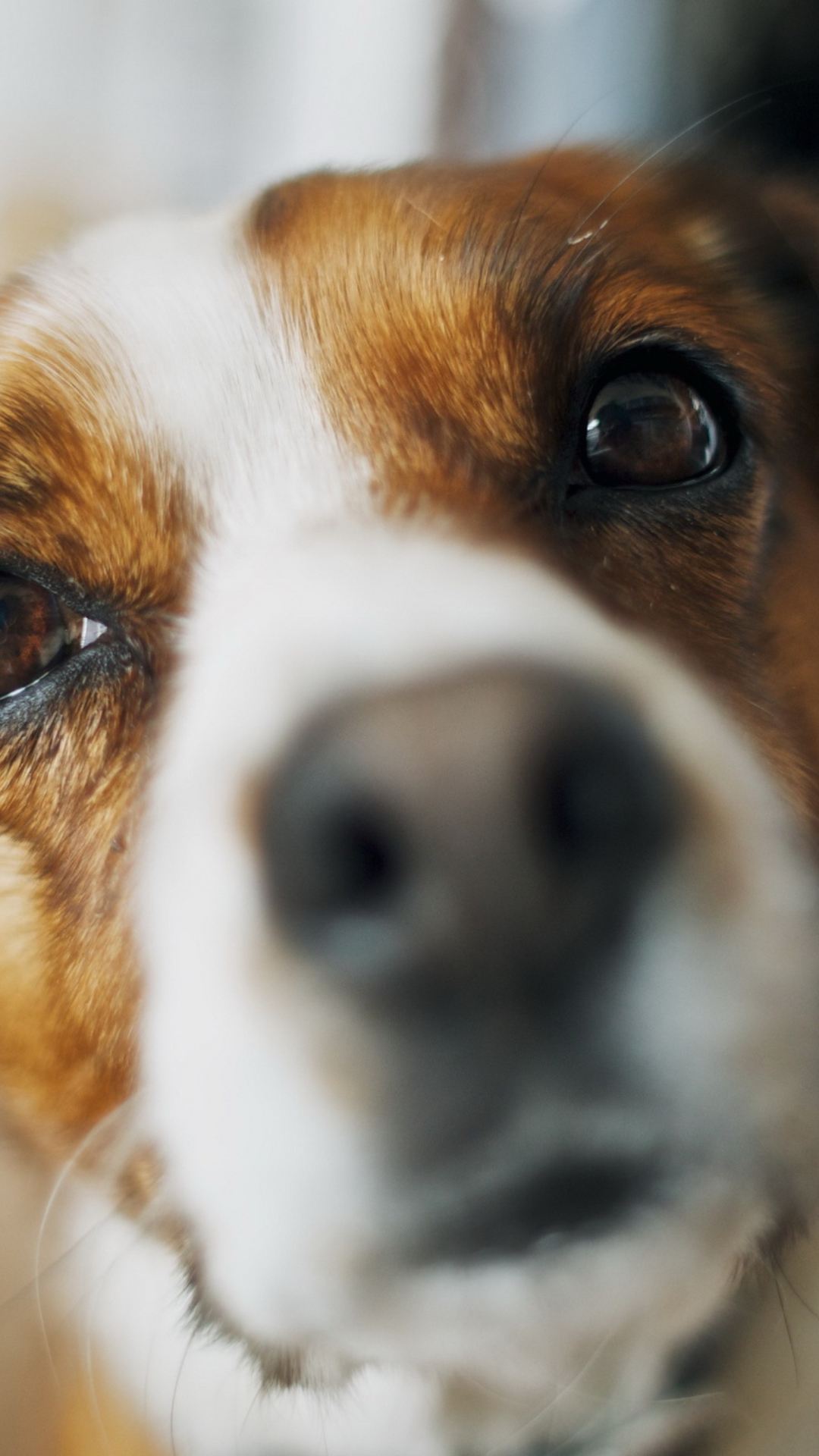 Dog's Nose Close Up wallpaper 1080x1920