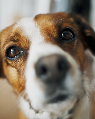 Dog's Nose Close Up - Obrázkek zdarma pro Nokia Lumia 928