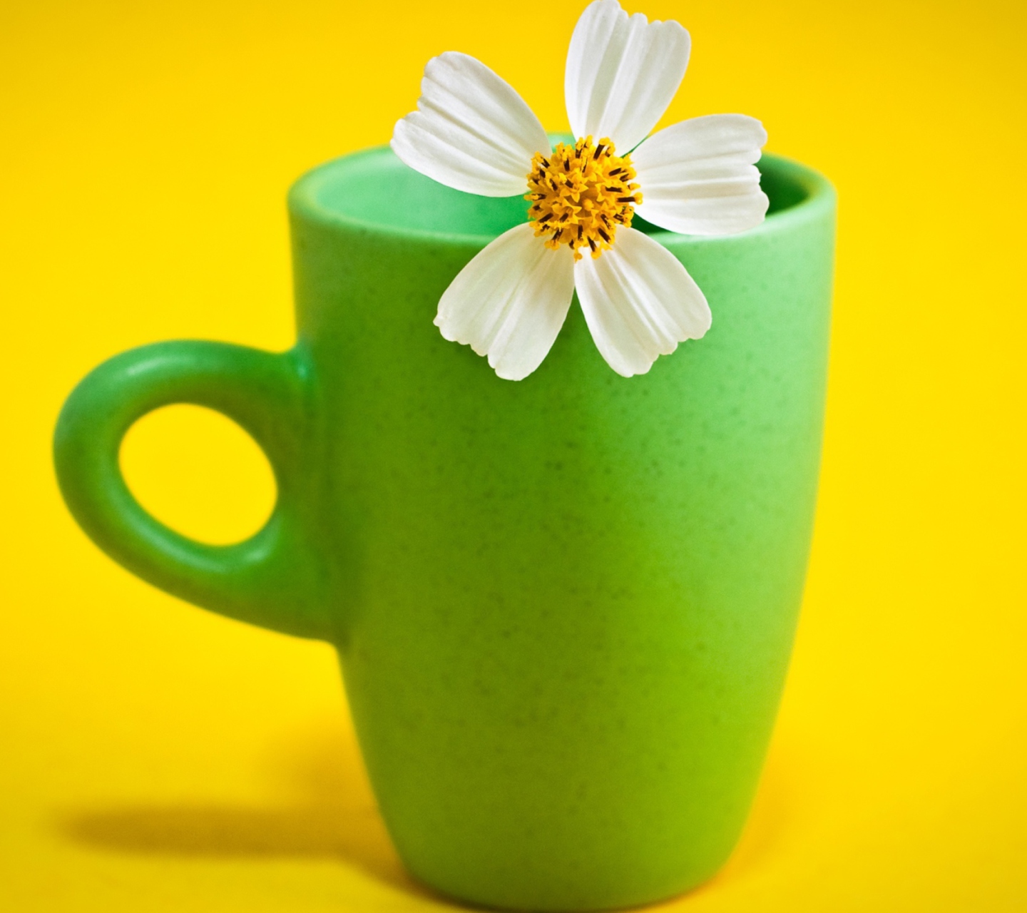 Flower Cup wallpaper 1440x1280