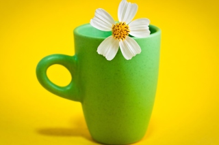 Flower Cup - Obrázkek zdarma 