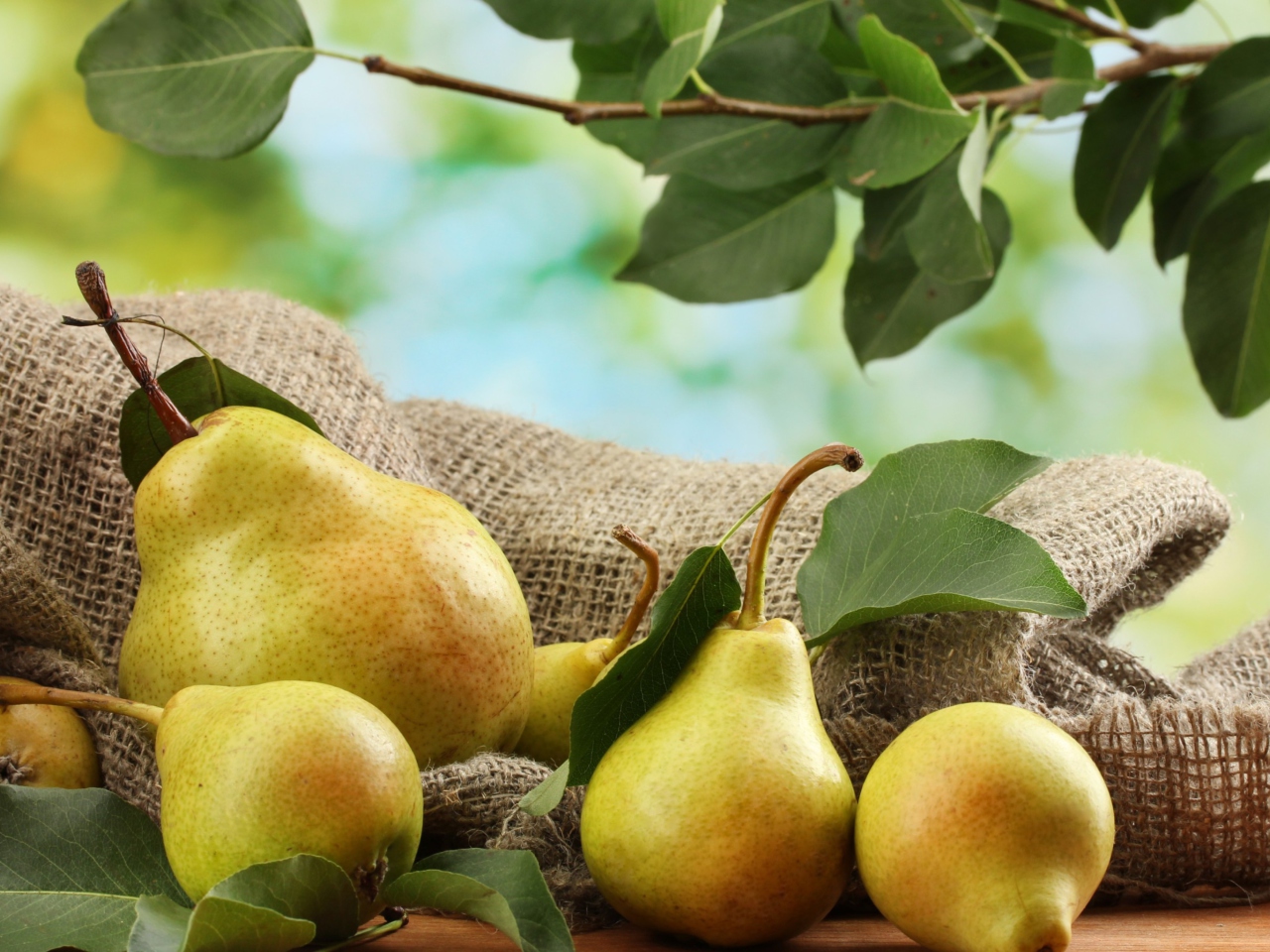 Обои Fresh Pears With Leaves 1280x960
