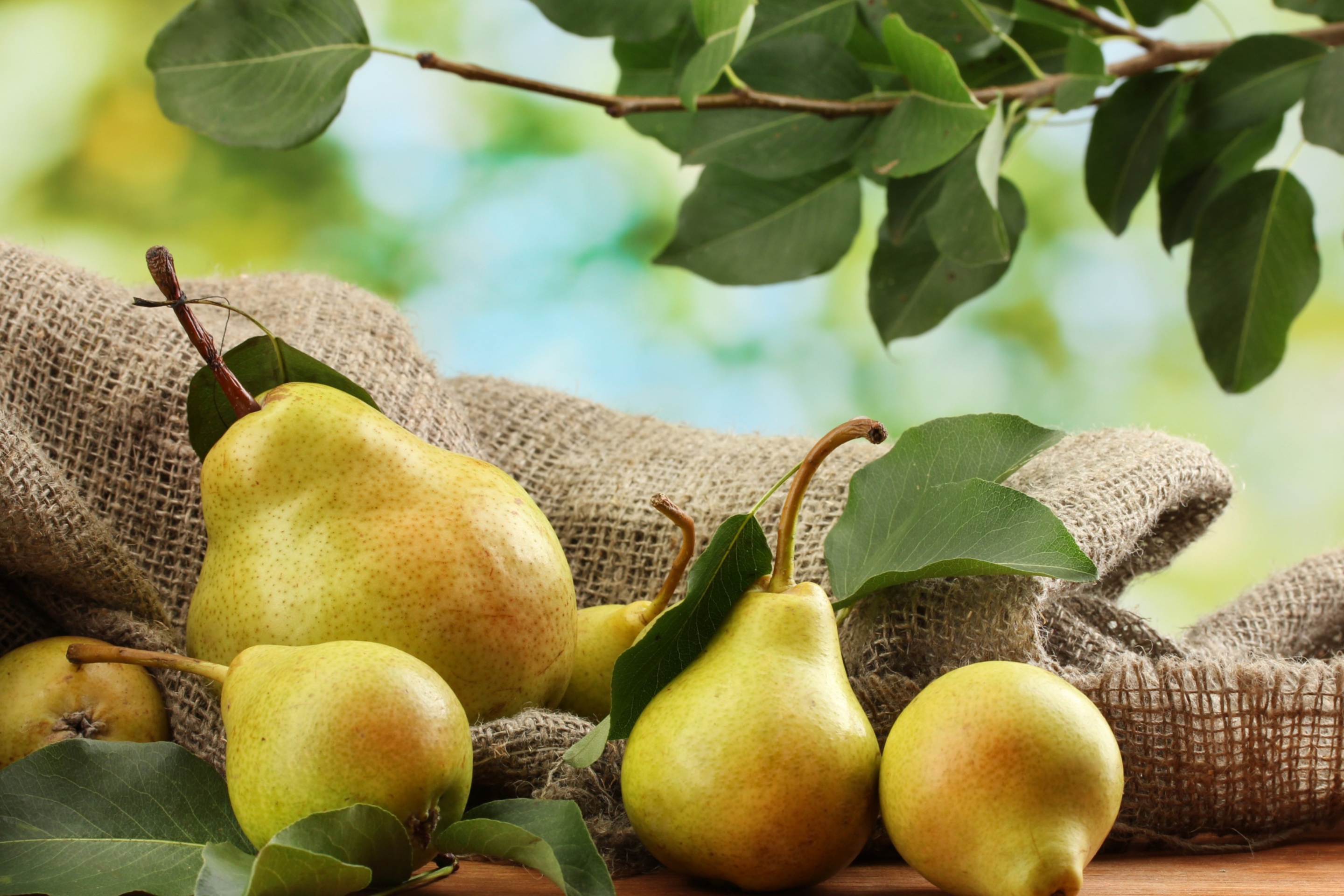 Das Fresh Pears With Leaves Wallpaper 2880x1920