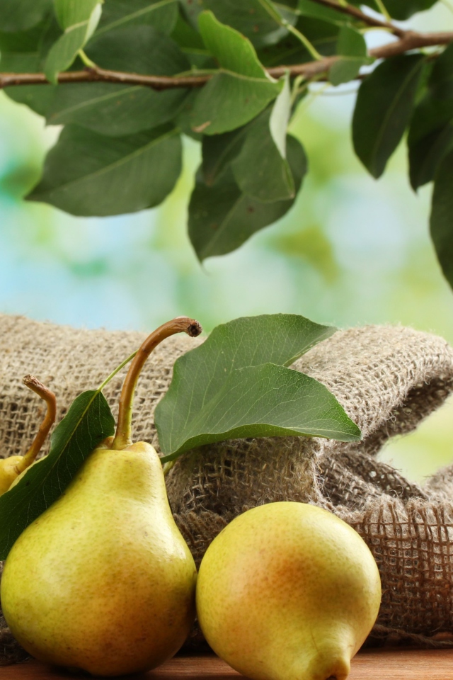Fondo de pantalla Fresh Pears With Leaves 640x960