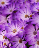 Screenshot №1 pro téma Purple Daisies 128x160