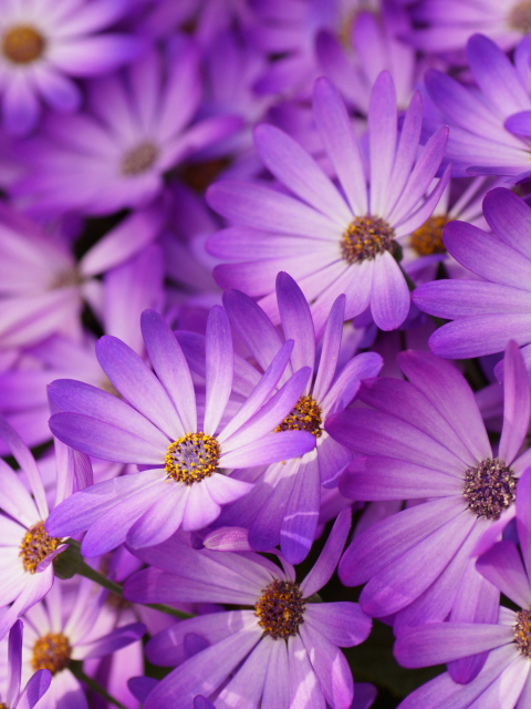 Screenshot №1 pro téma Purple Daisies 480x640