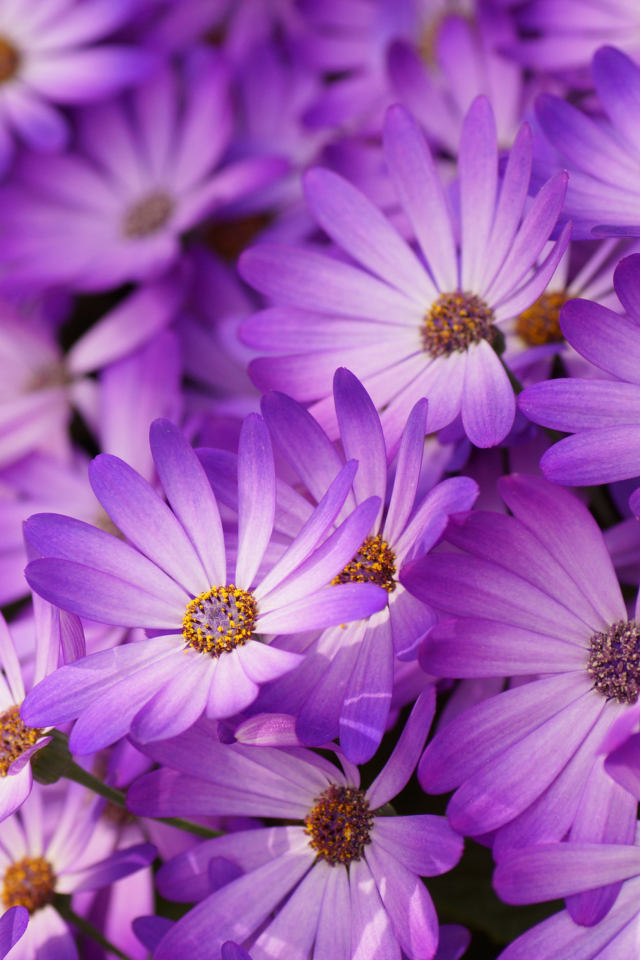 Purple Daisies screenshot #1 640x960