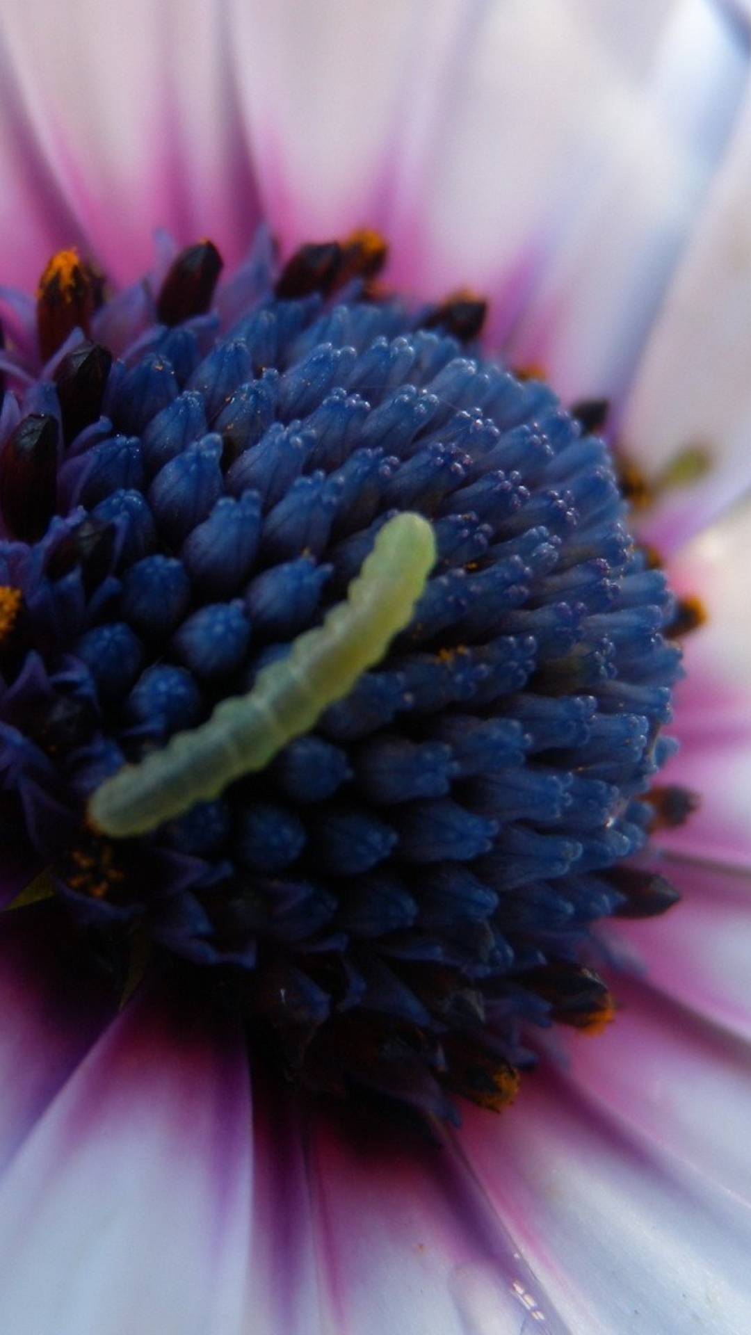 Обои Caterpillar On Flower 1080x1920