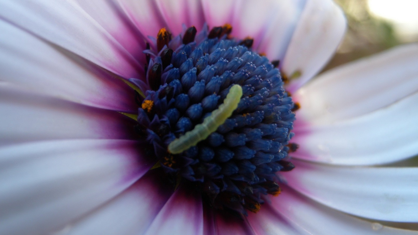 Screenshot №1 pro téma Caterpillar On Flower 1366x768
