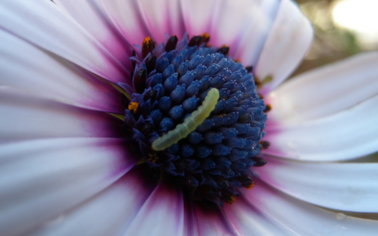 Caterpillar On Flower screenshot #1 1440x900