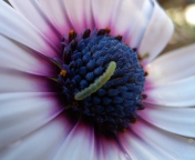 Screenshot №1 pro téma Caterpillar On Flower 176x144