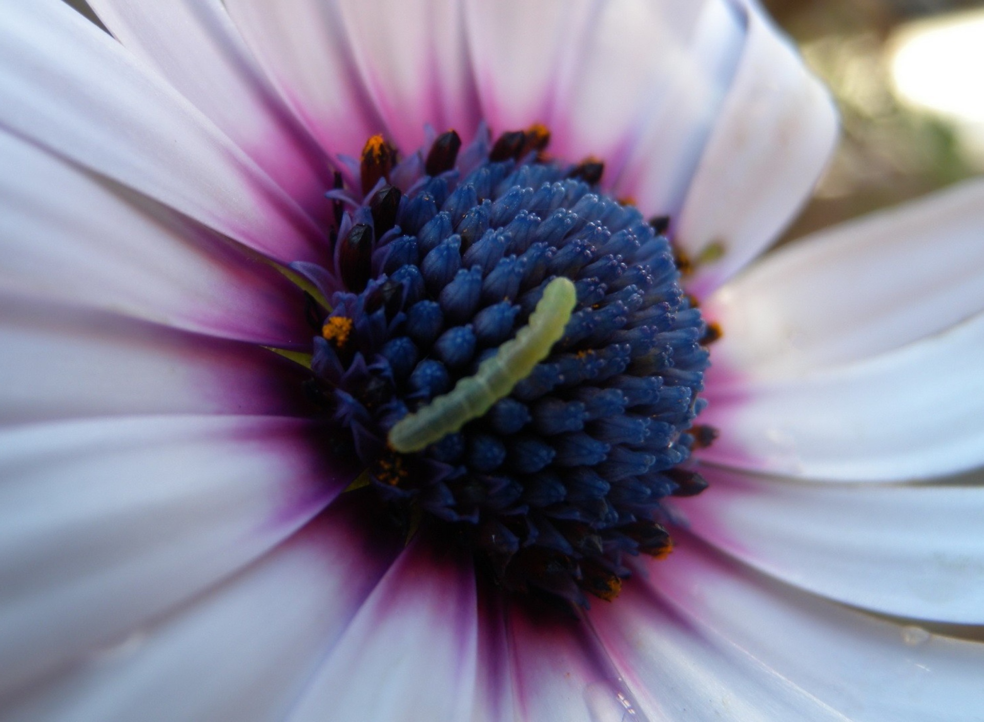 Caterpillar On Flower screenshot #1 1920x1408