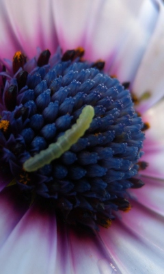Screenshot №1 pro téma Caterpillar On Flower 240x400