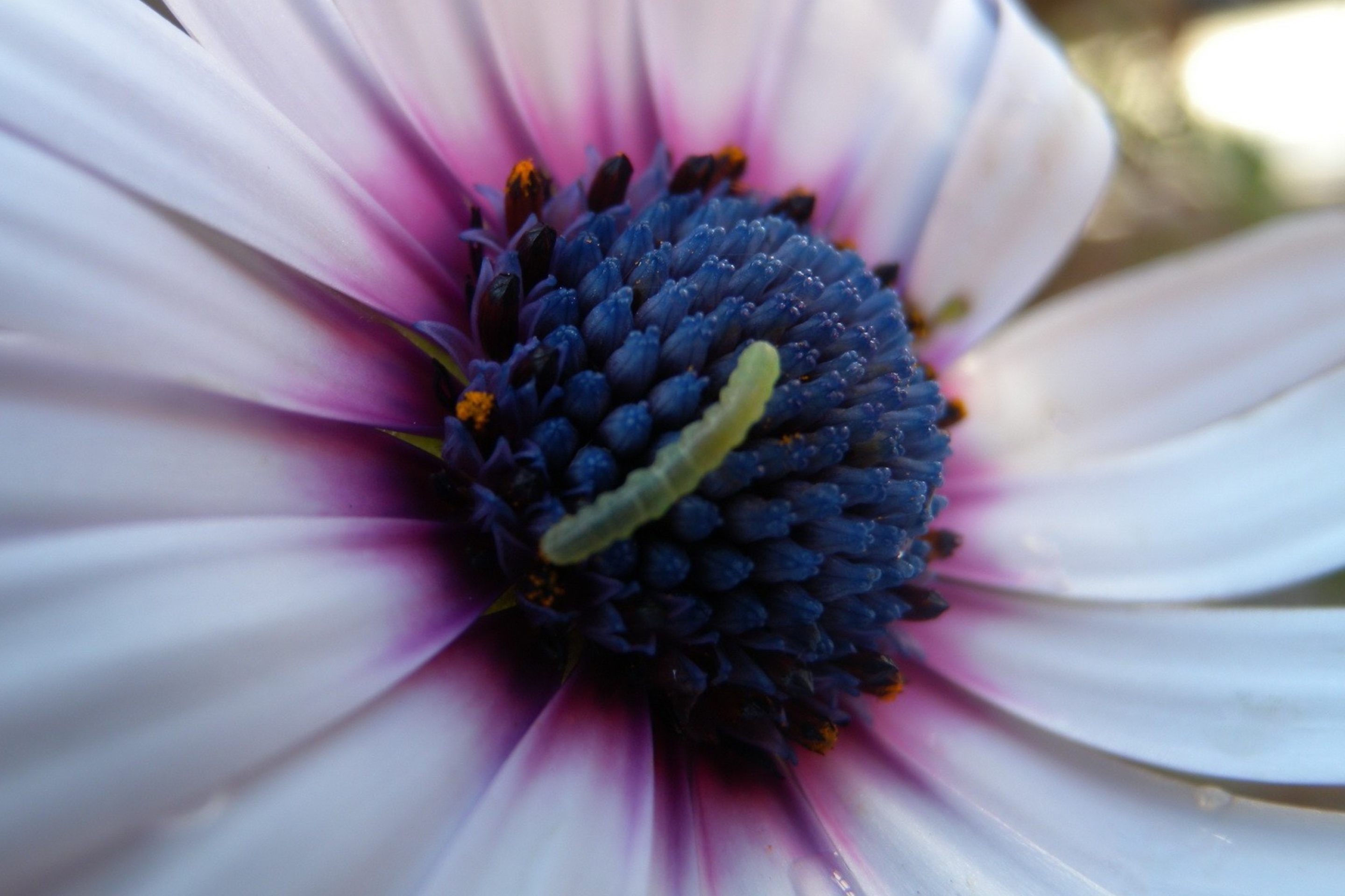 Sfondi Caterpillar On Flower 2880x1920