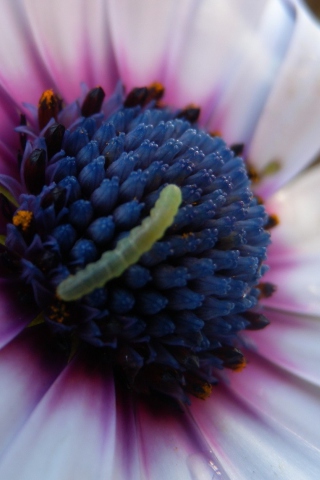 Screenshot №1 pro téma Caterpillar On Flower 320x480