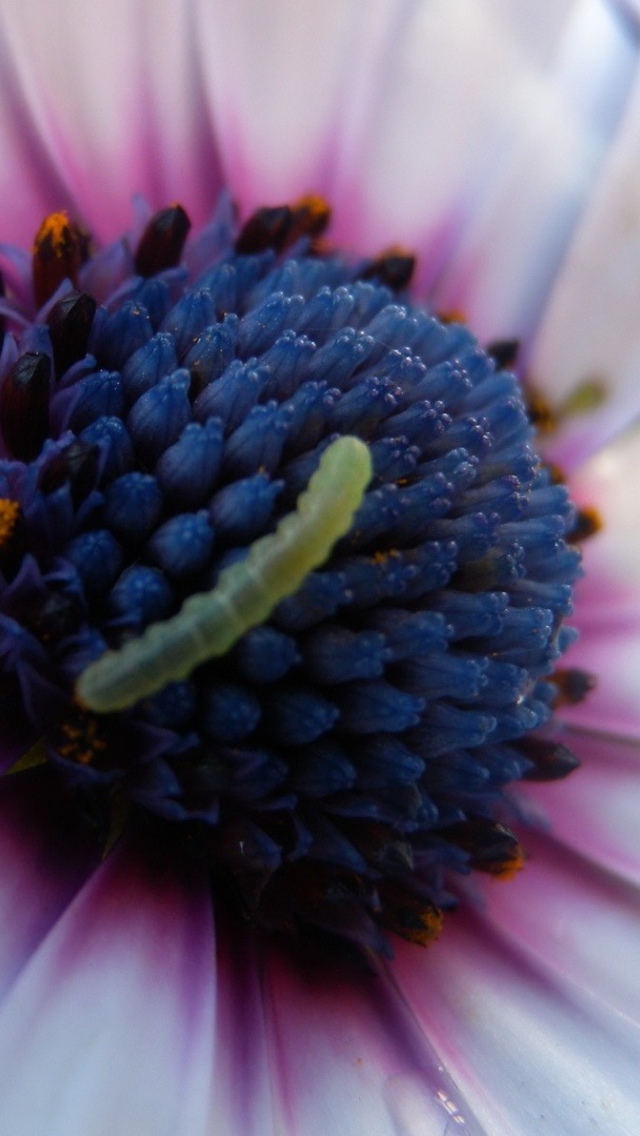 Обои Caterpillar On Flower 640x1136