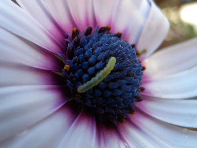 Caterpillar On Flower wallpaper 640x480