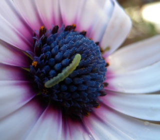 Caterpillar On Flower - Obrázkek zdarma pro iPad