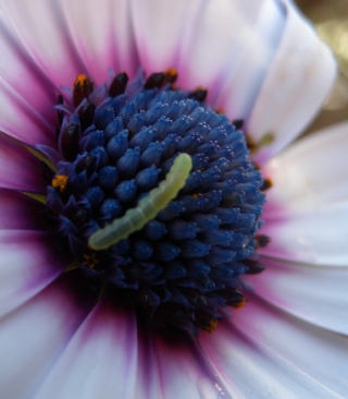 Caterpillar On Flower - Fondos de pantalla gratis para 320x480