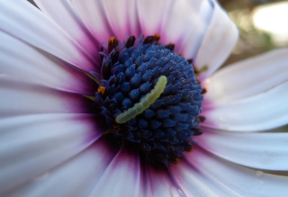 Caterpillar On Flower - Obrázkek zdarma 