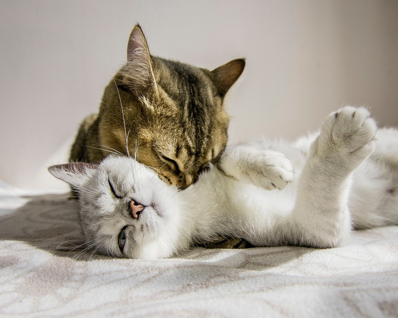 Cat Couple wallpaper 1280x1024