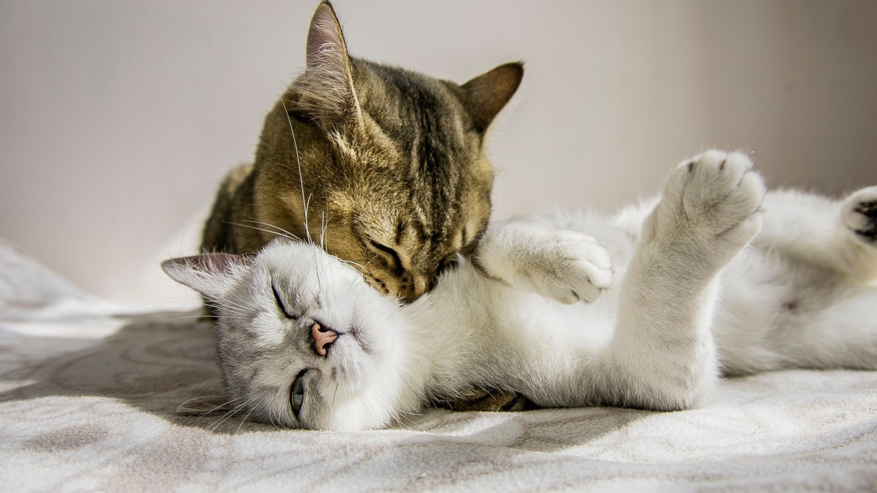 Cat Couple wallpaper 1280x720