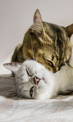 Cat Couple wallpaper 240x400