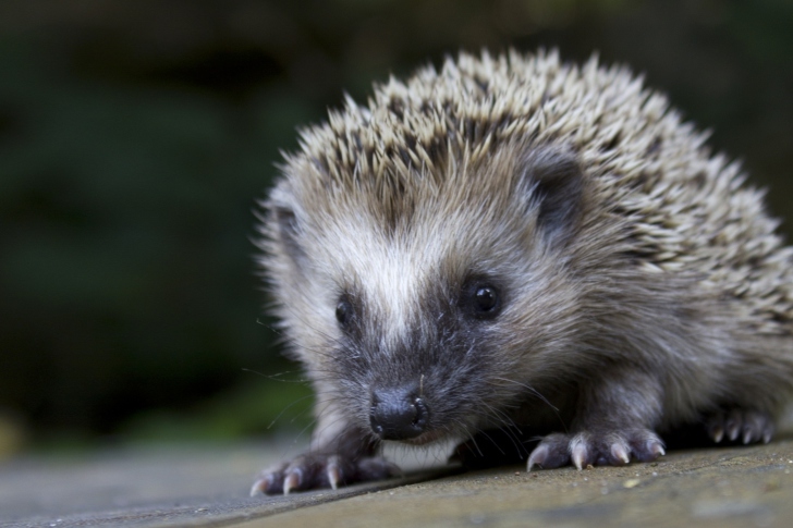 Sfondi Grey Hedgehog