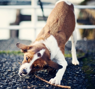 Dog With Stick - Obrázkek zdarma pro iPad 3