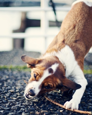 Dog With Stick - Obrázkek zdarma pro iPhone 4S