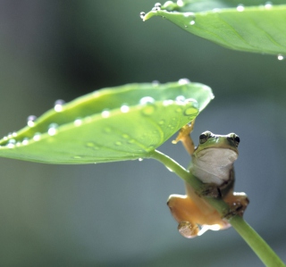Green Frog - Obrázkek zdarma pro iPad