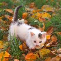 Screenshot №1 pro téma Kitty And Autumn Leaves 208x208
