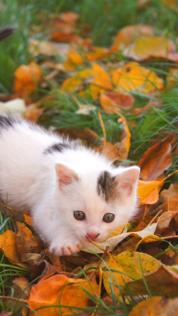 Das Kitty And Autumn Leaves Wallpaper 360x640