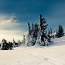 Christmas Trees Covered With Snow wallpaper 128x128