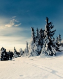 Christmas Trees Covered With Snow wallpaper 128x160