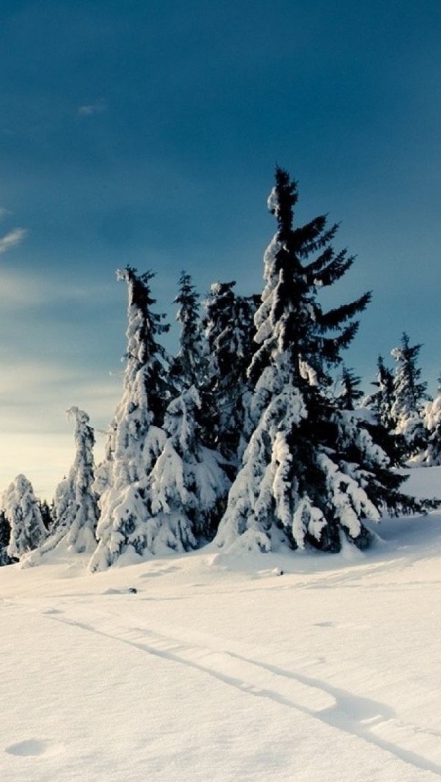 Christmas Trees Covered With Snow wallpaper 640x1136
