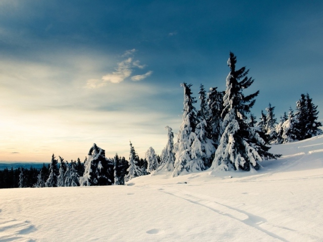 Christmas Trees Covered With Snow wallpaper 640x480