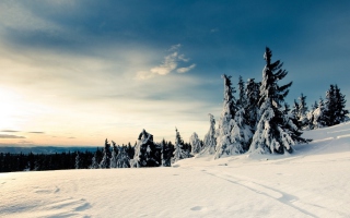 Christmas Trees Covered With Snow - Obrázkek zdarma pro 640x480