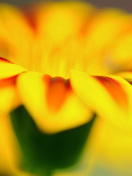 Screenshot №1 pro téma Macro photo of flower petals 132x176