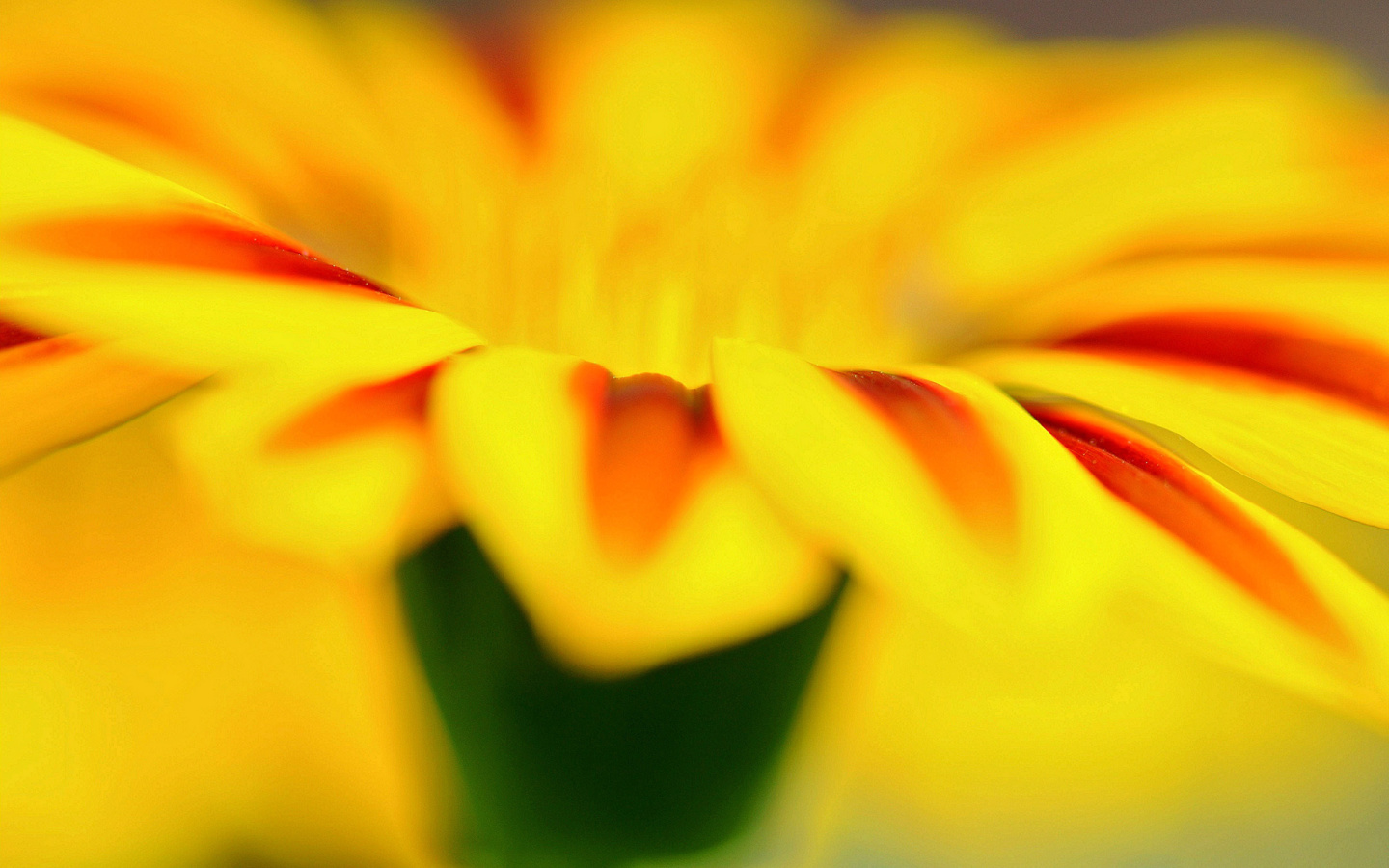 Screenshot №1 pro téma Macro photo of flower petals 1440x900
