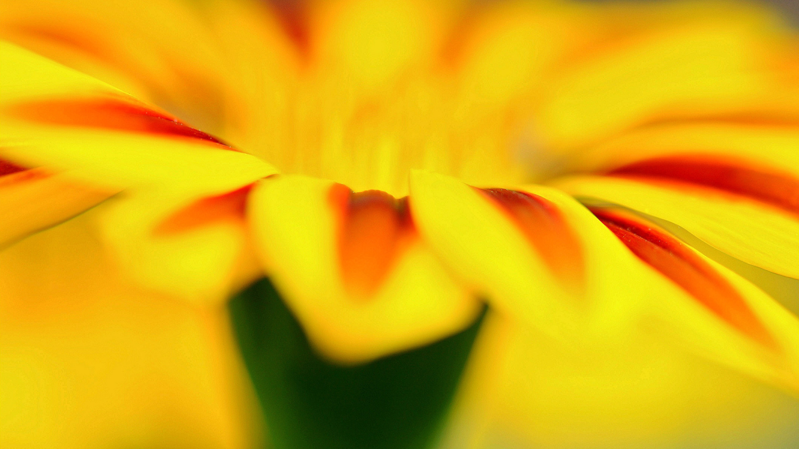 Screenshot №1 pro téma Macro photo of flower petals 1600x900