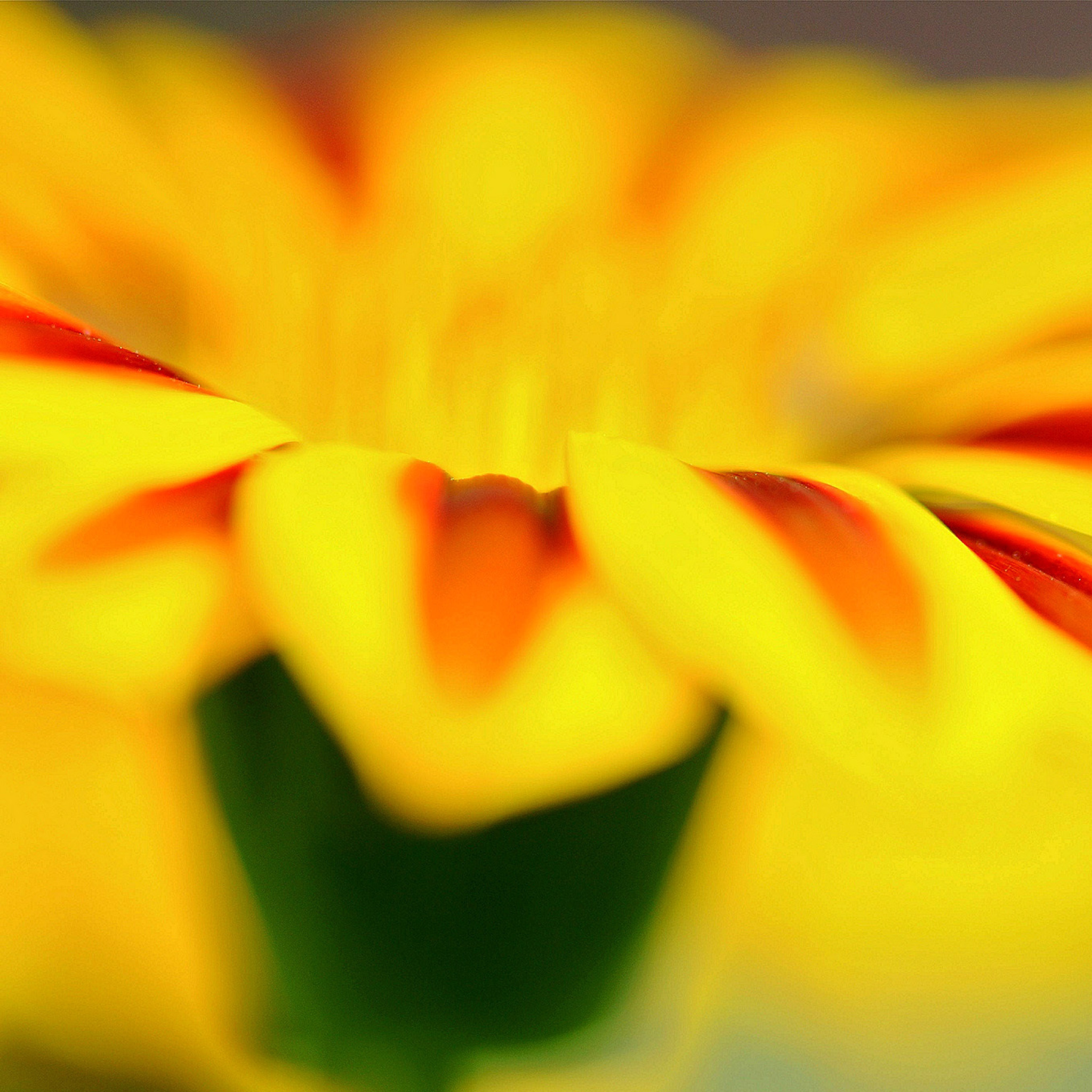Screenshot №1 pro téma Macro photo of flower petals 2048x2048