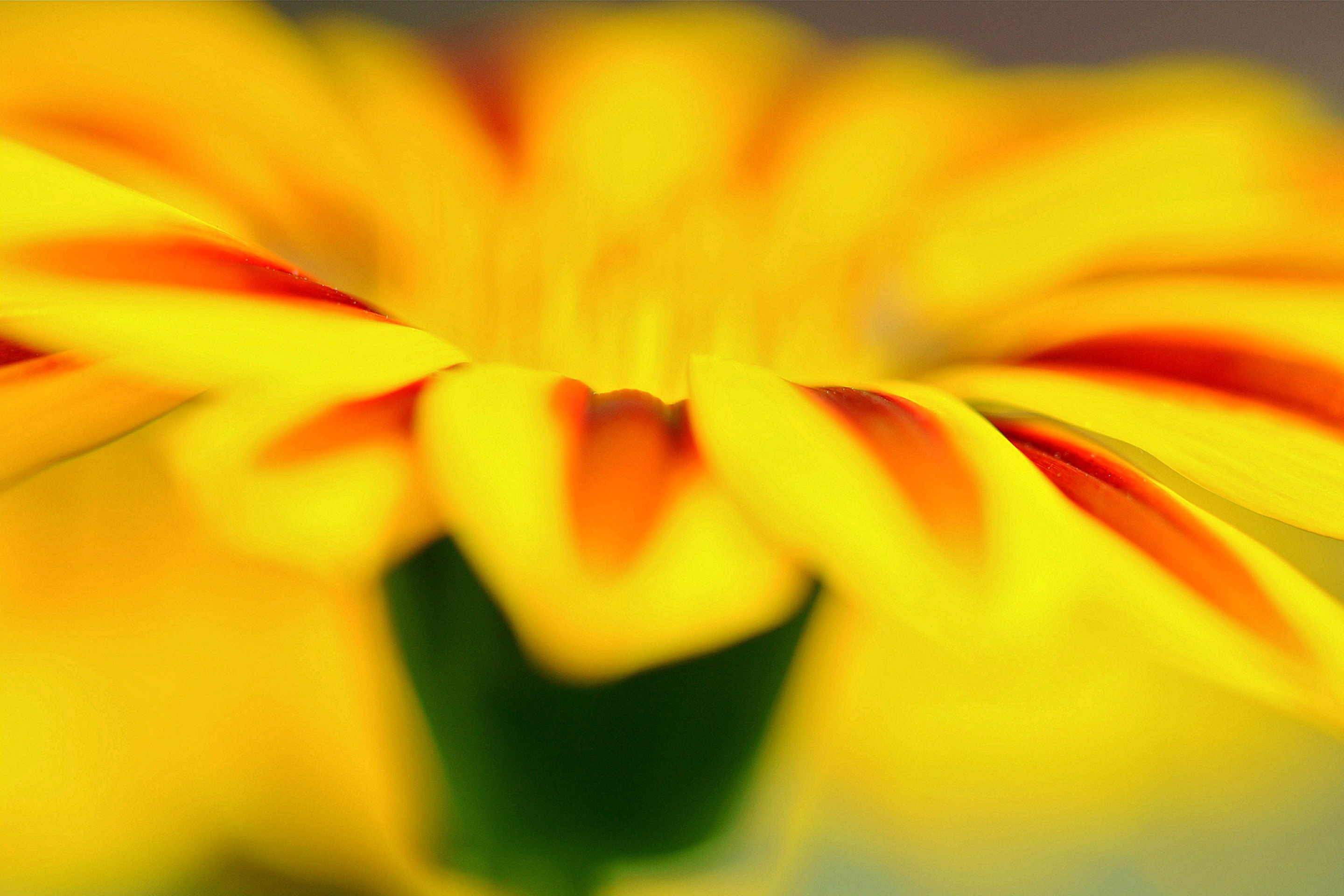 Fondo de pantalla Macro photo of flower petals 2880x1920