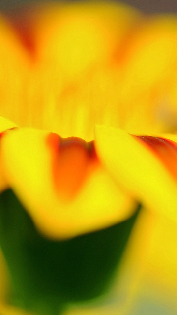 Macro photo of flower petals wallpaper 360x640