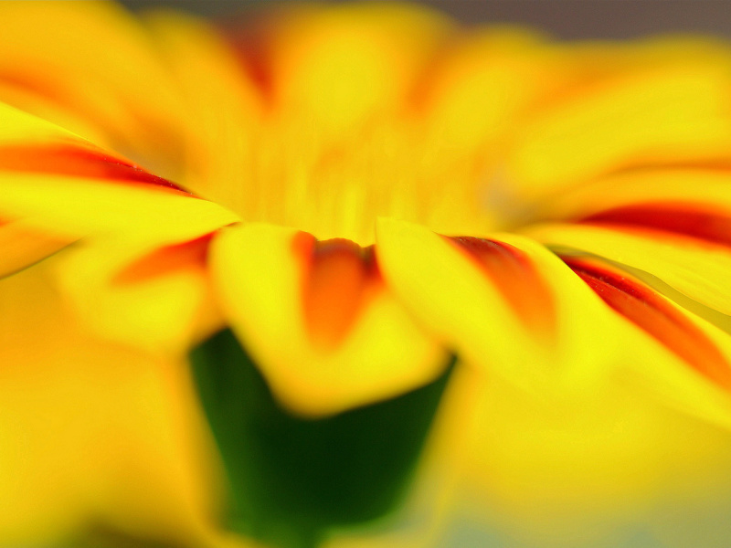 Screenshot №1 pro téma Macro photo of flower petals 800x600