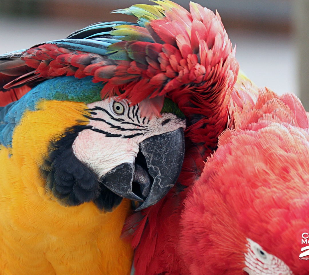 Fondo de pantalla Colorful Macaw 1080x960