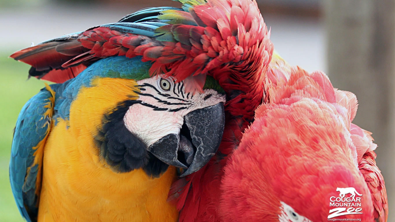 Screenshot №1 pro téma Colorful Macaw 1366x768