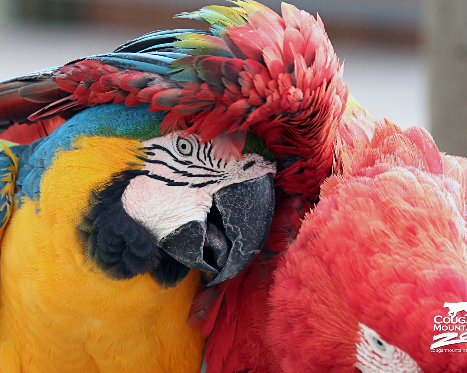 Обои Colorful Macaw 1600x1280