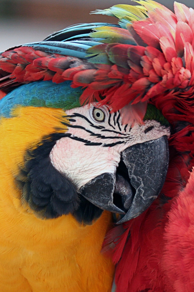 Fondo de pantalla Colorful Macaw 640x960