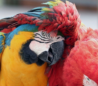 Colorful Macaw - Obrázkek zdarma pro 208x208